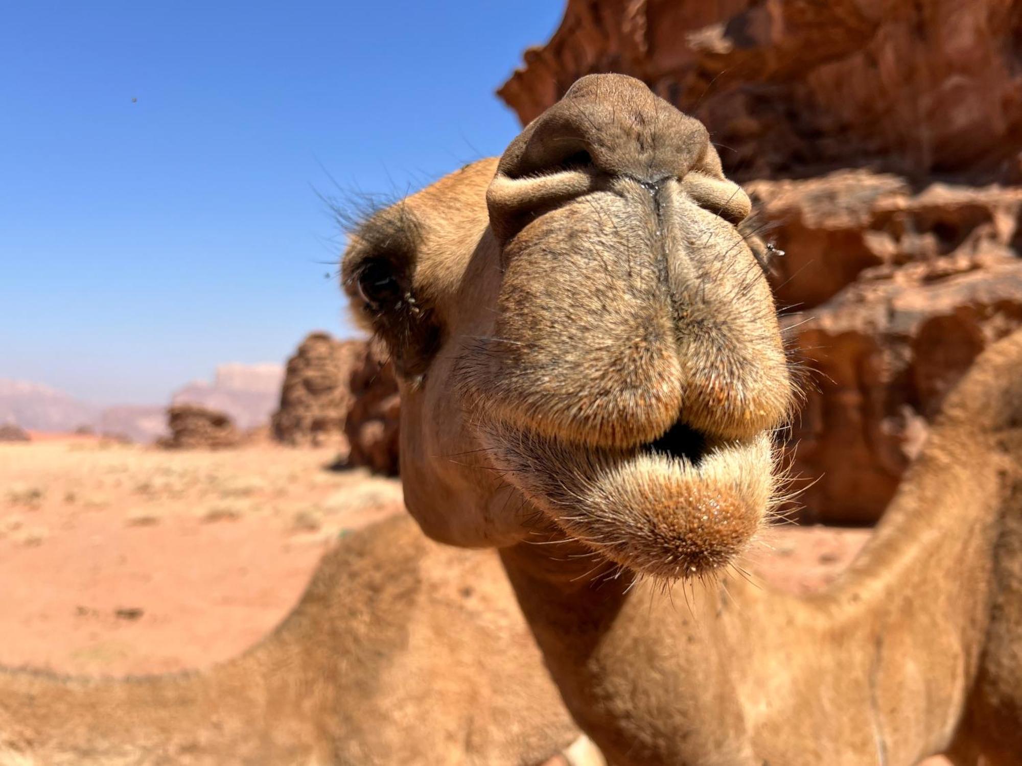 Salameh'S Bedouin Camp Hotel Wadi Rum Exterior foto